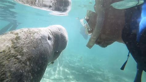 WATCH: Diver waves to manatee in close encounter